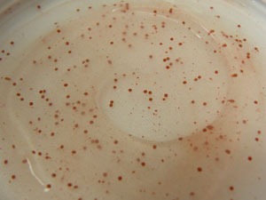 ホットジェルⅡ